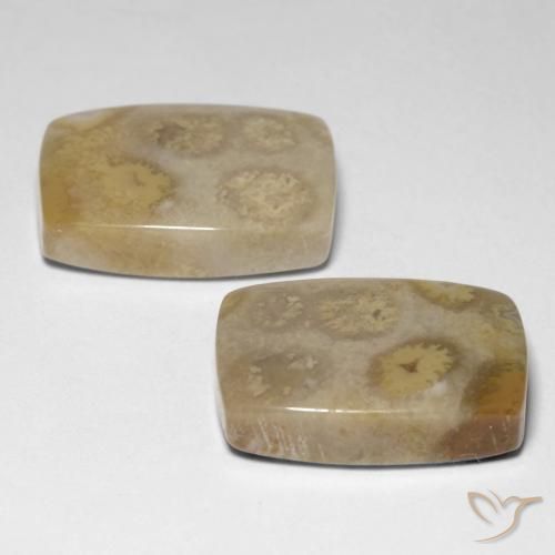 23.83 ct natürliche Mehrfarbig Korallen-Fossil-Edelsteine, Kissen, Lichtundurchlässig