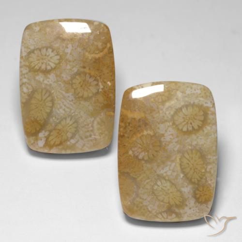 34.24ctw Natürlicher Mehrfarbig Korallen-Fossil, Kissen, Lichtundurchlässig