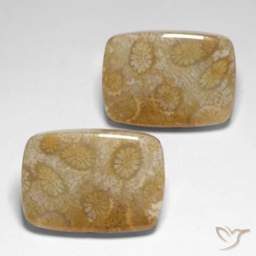 34.24 ct natürliche Mehrfarbig Korallen-Fossil-Edelsteine, Kissen, Lichtundurchlässig