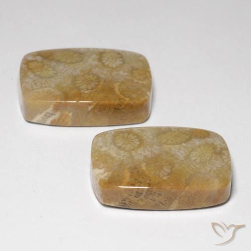 34.24 ct natürliche Mehrfarbig Korallen-Fossil-Edelsteine, Kissen, Lichtundurchlässig
