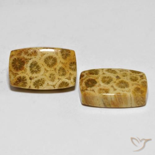 25.29 ct natürliche Mehrfarbig Korallen-Fossil-Edelsteine, Kissen, Lichtundurchlässig