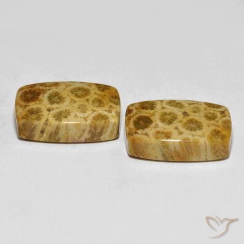 25.29 ct natürliche Mehrfarbig Korallen-Fossil-Edelsteine, Kissen, Lichtundurchlässig