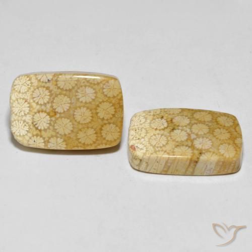 33.38 ct natürliche Mehrfarbig Korallen-Fossil-Edelsteine, Kissen, Lichtundurchlässig