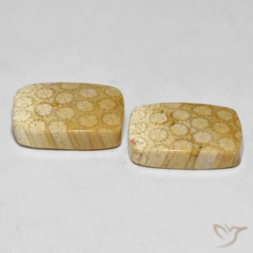33.38 ct natürliche Mehrfarbig Korallen-Fossil-Edelsteine, Kissen, Lichtundurchlässig