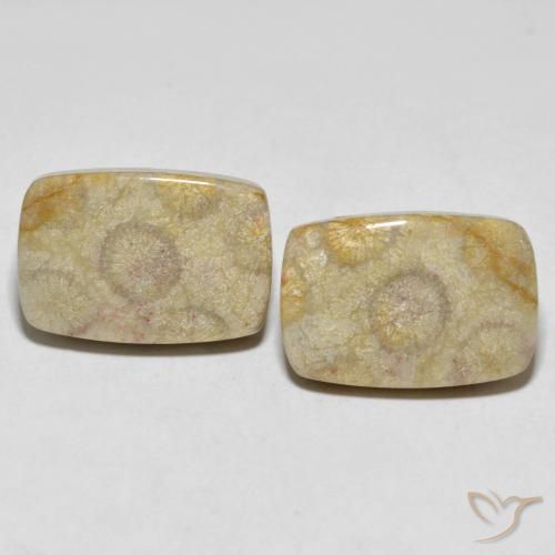 30.24ctw Natürlicher Mehrfarbig Korallen-Fossil, Kissen, Lichtundurchlässig