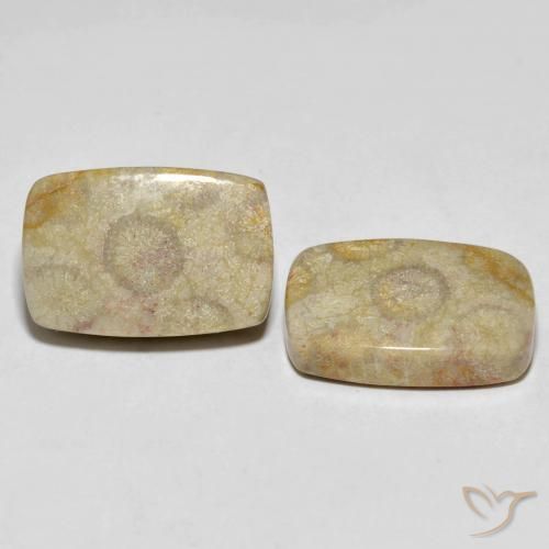 30.24 ct natürliche Mehrfarbig Korallen-Fossil-Edelsteine, Kissen, Lichtundurchlässig
