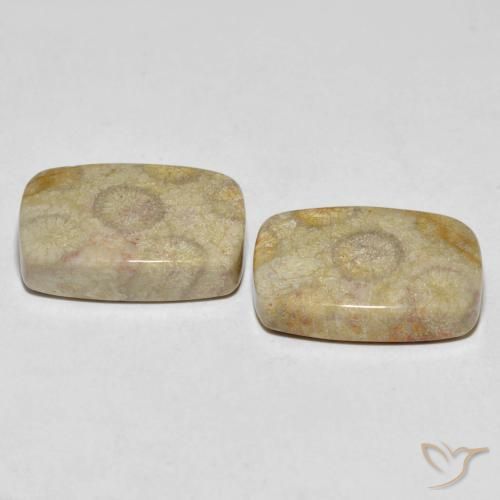 30.24 ct natürliche Mehrfarbig Korallen-Fossil-Edelsteine, Kissen, Lichtundurchlässig
