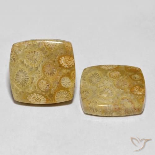 24.61 ct natürliche Mehrfarbig Korallen-Fossil-Edelsteine, Kissen, Lichtundurchlässig