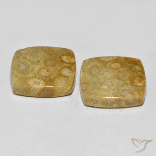 24.61 ct natürliche Mehrfarbig Korallen-Fossil-Edelsteine, Kissen, Lichtundurchlässig