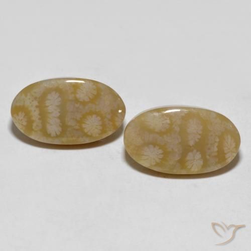 20.80ctw Natürlicher Mehrfarbig Korallen-Fossil, Oval, Lichtundurchlässig
