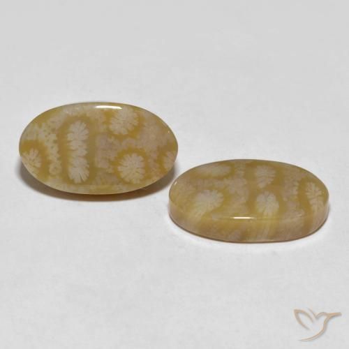 20.80 ct natürliche Mehrfarbig Korallen-Fossil-Edelsteine, Oval, Lichtundurchlässig