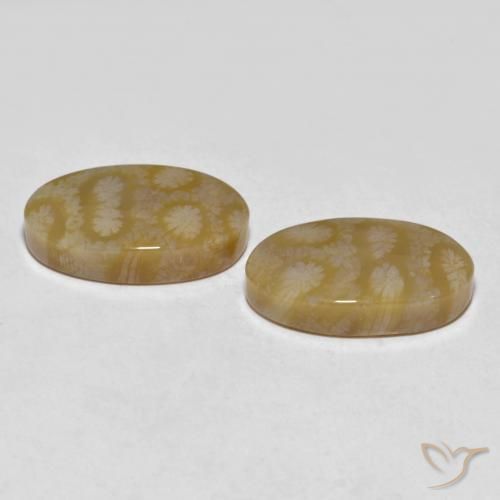 20.80 ct natürliche Mehrfarbig Korallen-Fossil-Edelsteine, Oval, Lichtundurchlässig