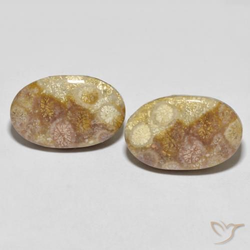 35.47ctw Natürlicher Mehrfarbig Korallen-Fossil, Oval, Lichtundurchlässig