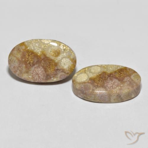 35.47 ct natürliche Mehrfarbig Korallen-Fossil-Edelsteine, Oval, Lichtundurchlässig