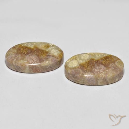 35.47 ct natürliche Mehrfarbig Korallen-Fossil-Edelsteine, Oval, Lichtundurchlässig