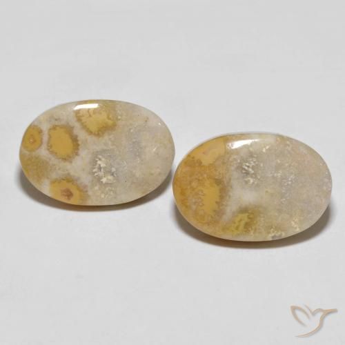 25.55ctw Natürlicher Mehrfarbig Korallen-Fossil, Oval, Lichtundurchlässig