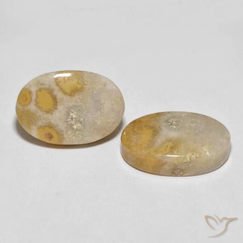25.55 ct natürliche Mehrfarbig Korallen-Fossil-Edelsteine, Oval, Lichtundurchlässig
