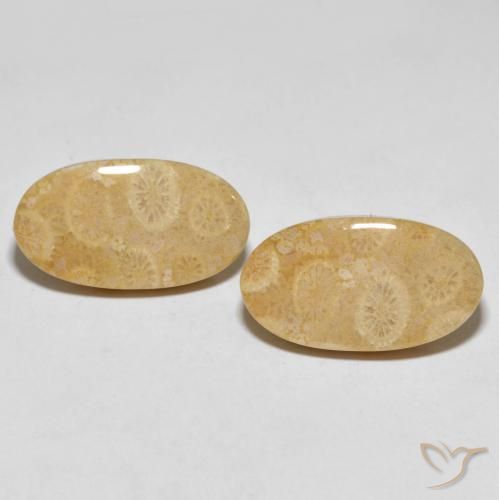 27.45ctw Natürlicher Mehrfarbig Korallen-Fossil, Oval, Lichtundurchlässig