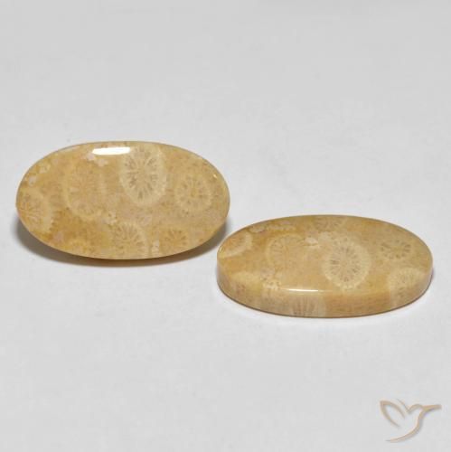 27.45 ct natürliche Mehrfarbig Korallen-Fossil-Edelsteine, Oval, Lichtundurchlässig