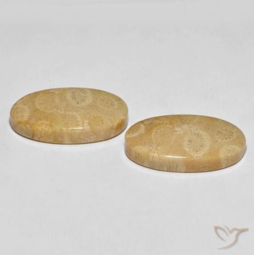 27.45 ct natürliche Mehrfarbig Korallen-Fossil-Edelsteine, Oval, Lichtundurchlässig