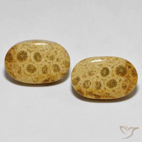 29.82ctw Natürlicher Mehrfarbig Korallen-Fossil, Oval, Lichtundurchlässig