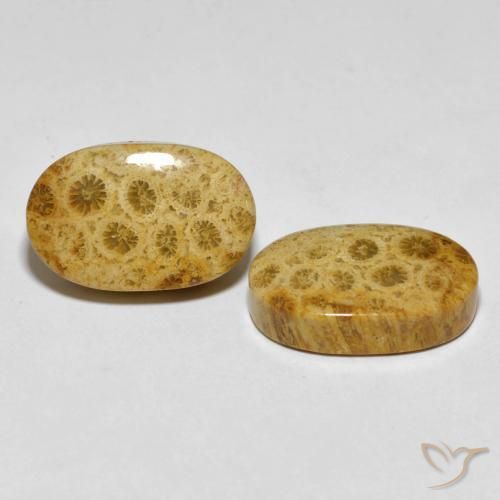 29.82 ct natürliche Mehrfarbig Korallen-Fossil-Edelsteine, Oval, Lichtundurchlässig
