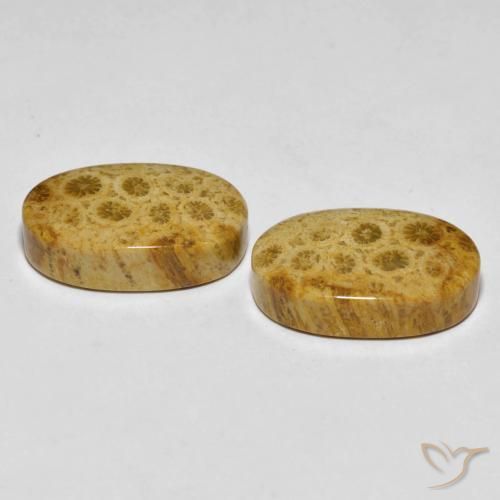 29.82 ct natürliche Mehrfarbig Korallen-Fossil-Edelsteine, Oval, Lichtundurchlässig