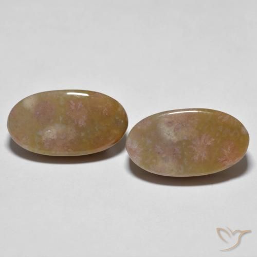 16.71ctw Natürlicher Mehrfarbig Korallen-Fossil, Oval, Lichtundurchlässig