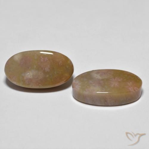 16.71 ct natürliche Mehrfarbig Korallen-Fossil-Edelsteine, Oval, Lichtundurchlässig