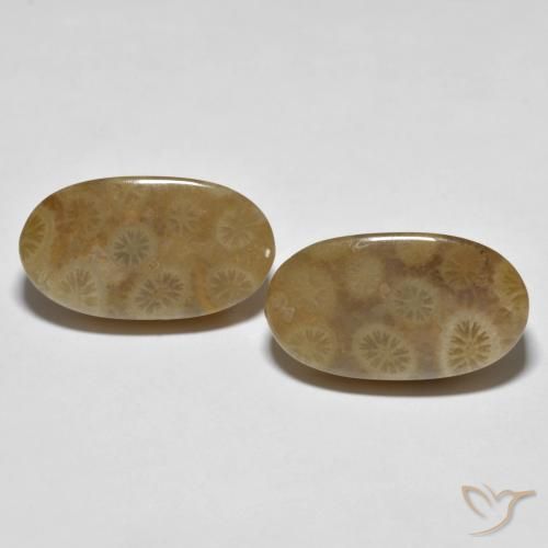 22.01ctw Natürlicher Mehrfarbig Korallen-Fossil, Oval, Lichtundurchlässig