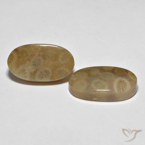 22.01 ct natürliche Mehrfarbig Korallen-Fossil-Edelsteine, Oval, Lichtundurchlässig