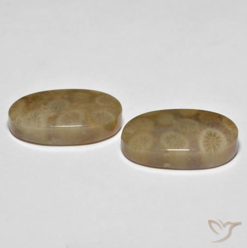 22.01 ct natürliche Mehrfarbig Korallen-Fossil-Edelsteine, Oval, Lichtundurchlässig