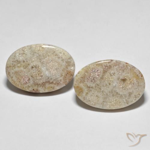 35.42ctw Natürlicher Mehrfarbig Korallen-Fossil, Oval, Lichtundurchlässig