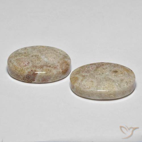 35.42 ct natürliche Mehrfarbig Korallen-Fossil-Edelsteine, Oval, Lichtundurchlässig