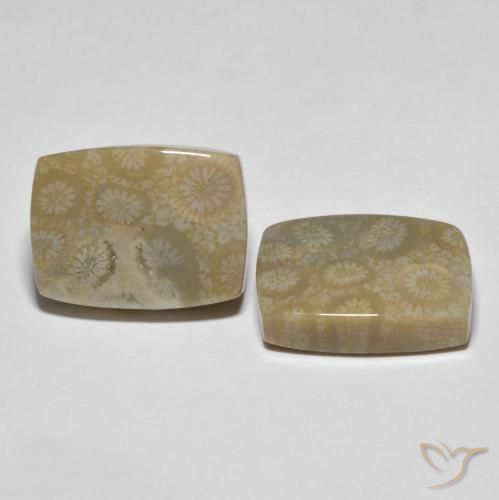 30.23 ct natürliche Mehrfarbig Korallen-Fossil-Edelsteine, Kissen, Lichtundurchlässig