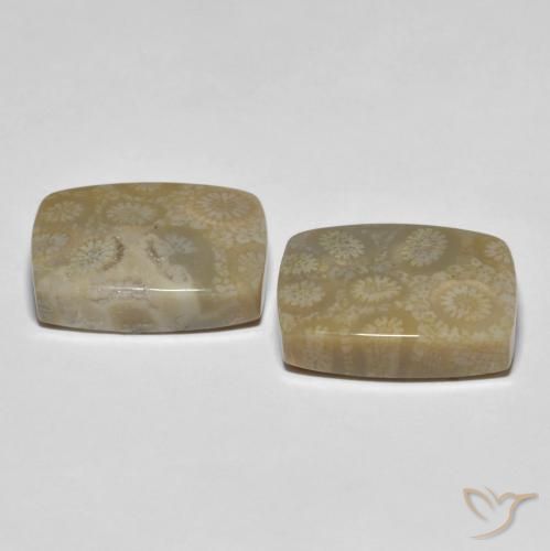 30.23 ct natürliche Mehrfarbig Korallen-Fossil-Edelsteine, Kissen, Lichtundurchlässig