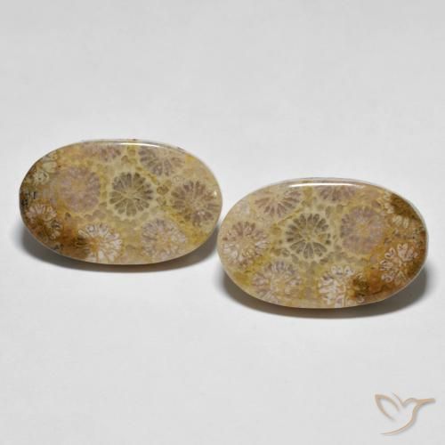 26.38ctw Natürlicher Mehrfarbig Korallen-Fossil, Oval, Lichtundurchlässig