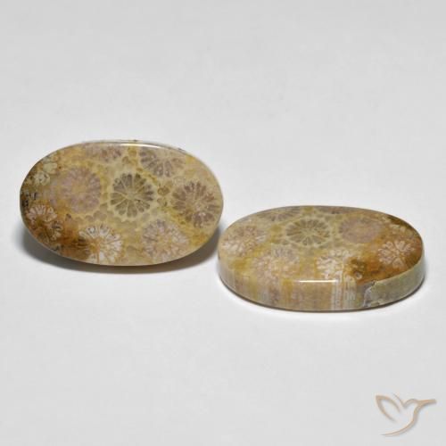 26.38 ct natürliche Mehrfarbig Korallen-Fossil-Edelsteine, Oval, Lichtundurchlässig