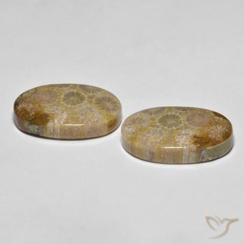 26.38 ct natürliche Mehrfarbig Korallen-Fossil-Edelsteine, Oval, Lichtundurchlässig