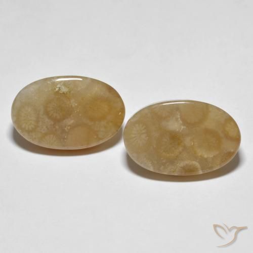 22.89ctw Natürlicher Mehrfarbig Korallen-Fossil, Oval, Lichtundurchlässig