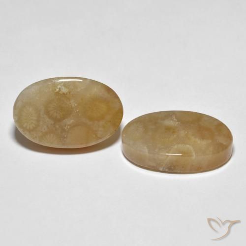 22.89 ct natürliche Mehrfarbig Korallen-Fossil-Edelsteine, Oval, Lichtundurchlässig