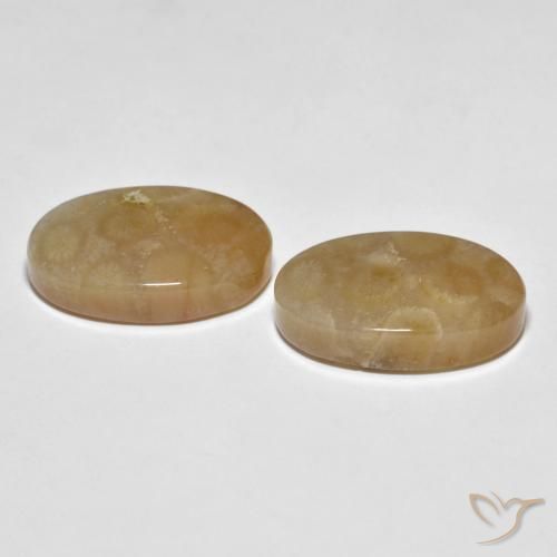 22.89 ct natürliche Mehrfarbig Korallen-Fossil-Edelsteine, Oval, Lichtundurchlässig