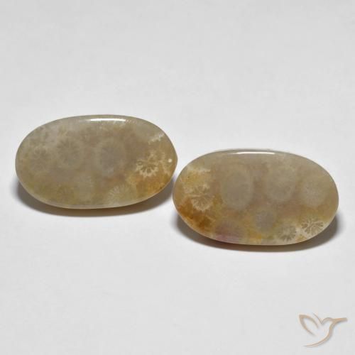21.87ctw Natürlicher Mehrfarbig Korallen-Fossil, Oval, Lichtundurchlässig