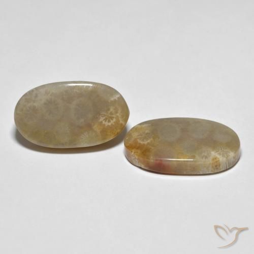 21.87 ct natürliche Mehrfarbig Korallen-Fossil-Edelsteine, Oval, Lichtundurchlässig