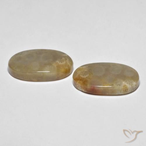 21.87 ct natürliche Mehrfarbig Korallen-Fossil-Edelsteine, Oval, Lichtundurchlässig