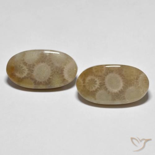 22.28ctw Natürlicher Mehrfarbig Korallen-Fossil, Oval, Lichtundurchlässig