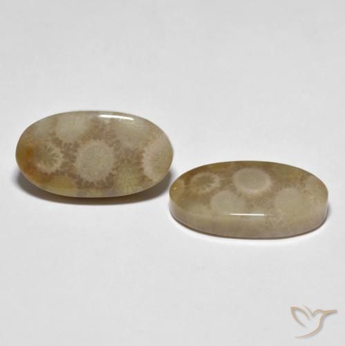 22.28 ct natürliche Mehrfarbig Korallen-Fossil-Edelsteine, Oval, Lichtundurchlässig