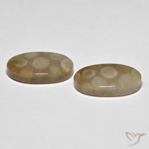 22.28 ct natürliche Mehrfarbig Korallen-Fossil-Edelsteine, Oval, Lichtundurchlässig