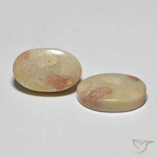 23.37 ct natürliche Mehrfarbig Korallen-Fossil-Edelsteine, Oval, Lichtundurchlässig