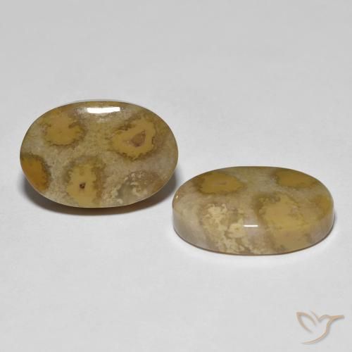 21.52 ct natürliche Mehrfarbig Korallen-Fossil-Edelsteine, Oval, Lichtundurchlässig